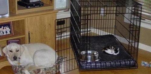 埃及狗变成人了吗视频,揭秘神秘变身之谜