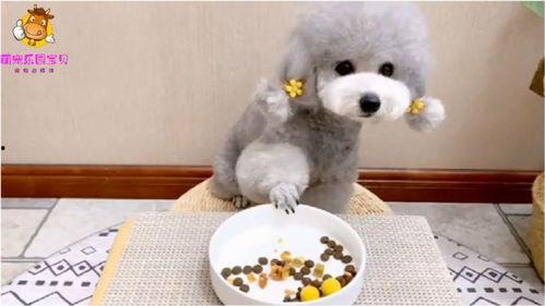 埃及狗变成人了吗视频,揭秘神秘变身之谜