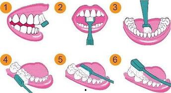 成人刷牙手法图片视频,成人刷牙手法图解与视频教程