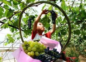 成人蔬果采摘视频教程,成人蔬果采摘视频教程精华汇总