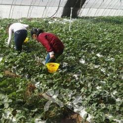 成人蔬果采摘视频教程,成人蔬果采摘视频教程精华汇总