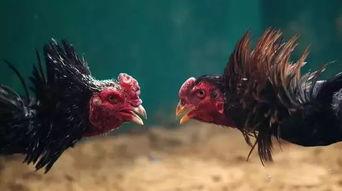 成人盘腿斗鸡视频大全,成人实战视频大全精选