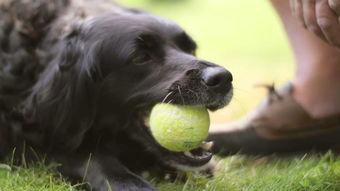 成人盘腿斗鸡视频大全,成人实战视频大全精选