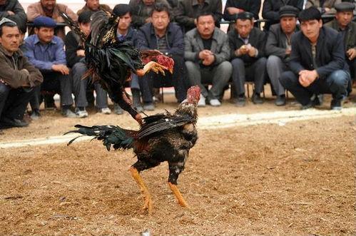 成人盘腿斗鸡视频大全,成人实战视频大全精选