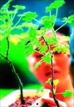 含羞香草成人短视频,探索成人世界的隐秘情感