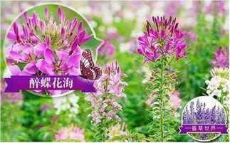 含羞香草成人短视频,探索成人世界的隐秘情感