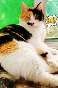 猫变成人女儿视频,一场跨越物种的奇幻之旅