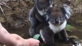 猫变成人女儿视频,一场跨越物种的奇幻之旅