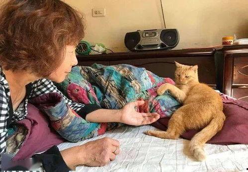 猫变成人女儿视频,一场跨越物种的奇幻之旅